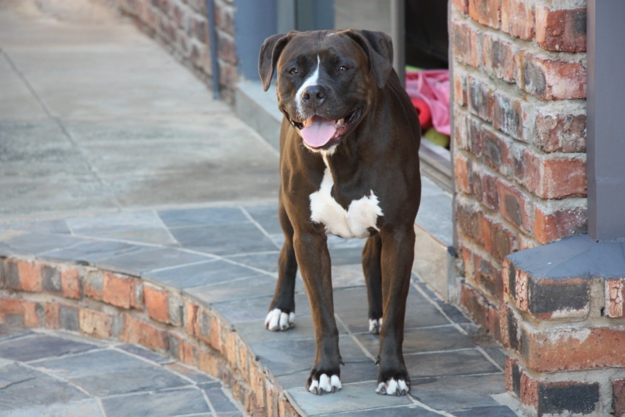 5 Bedroom Property for Sale in Langenhovenpark Free State